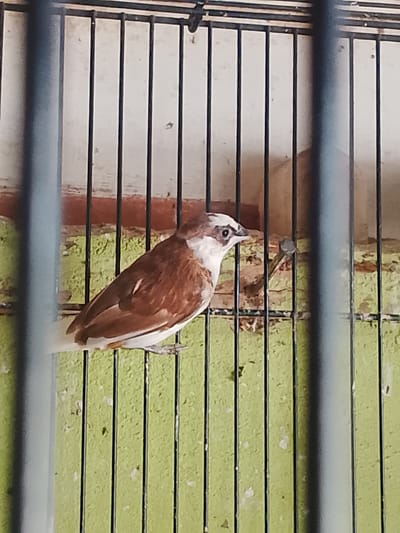 The media file shows a medium shot of a small bird in a cage. The bird is brown and white with a distinctive white stripe above its eye and a pointed crest. It is perched on a horizontal bar within the cage. The cage has vertical black bars and a white background behind them, which appears to be a wall. The wall is somewhat textured and has areas of peeling paint in red and green. There are also small white specks on the green painted area, possibly bird droppings or debris. The scene is lit with artificial light, as there are no strong shadows. The overall impression is of a domestic bird kept in a simple cage. The location is Kuta Trieng, Indonesia. No text is visible in the image.