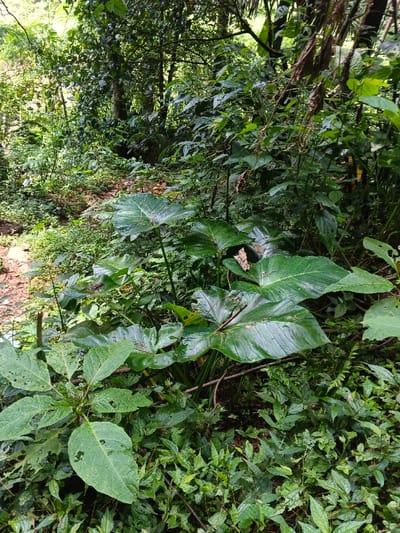 This image presents a lush, dense jungle or forest scene in Desa Mburukulu, Indonesia, dominated by various shades of green tropical foliage. The setting is wild and untamed, characteristic of a rainforest environment.
In the mid-ground, several large-leaved plants, likely Aroids such as Alocasia or Colocasia (often called "elephant ear" plants), are prominent. Their broad, glossy, deep green leaves, some exhibiting visible veins and minor insect damage or holes, form a central focal point. These leaves appear somewhat damp, suggesting high humidity or recent rain. Surrounding and intermingling with these larger specimens are numerous smaller plants, bushes, and ferns, contributing to a thick undergrowth. The foreground on the left shows a mix of smaller, lighter green leaves and some reddish-brown soil or leaf litter.
In the background, the dense canopy of trees with intertwining branches creates a diffused, shaded light throughout the scene, indicating daytime within the forest. No human activity, animals, or visible text are present, emphasizing the untouched, natural environment. The image conveys a sense of rich biodiversity and the verdant beauty typical of Indonesian tropical forests.