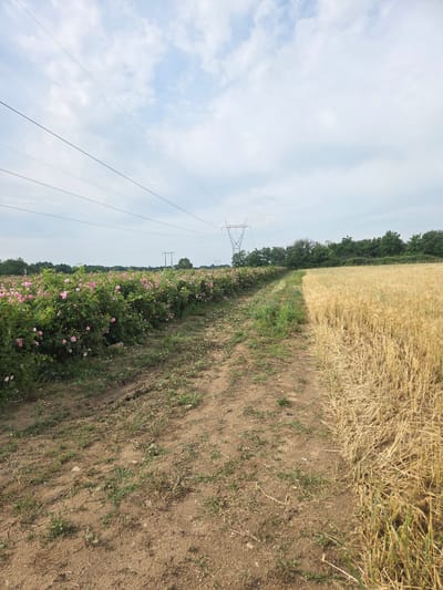 This image captures a vibrant rural landscape in Ivan Vazovo, Bulgaria, under a cloudy daytime sky. The scene is bisected by a horizon line, revealing distinct agricultural features.
To the right, a vast field of golden, ripe wheat stretches into the distance, its dry stalks indicating a harvest season. Adjoining this is a well-trodden dirt path or track, leading forward through the landscape and showing signs of vehicle tracks.
To the left of the path, a lush field of blooming pink roses extends along the length of the path. The dense rose bushes are adorned with numerous delicate pink blossoms, characteristic of the Damask rose (Rosa damascena) prevalent in this region for rose oil production.
In the background, a dense line of green trees forms a natural boundary, separating the cultivated fields from what appears to be a forested area beyond. Several electricity pylons or utility poles, with power lines connecting them, are visible on the left side of the image, running parallel to the rose field and disappearing into the horizon.
The sky above is light blue with scattered white clouds, suggesting clear but not entirely sunny weather. No people or specific activities are visible, emphasizing the serene and expansive nature of the agricultural environment. There is no visible text in the image.