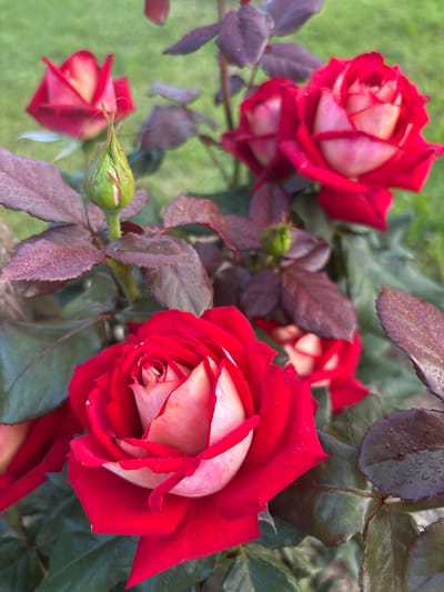 A close-up shot features several red and white roses in a garden setting. The roses are in various stages of bloom, with one fully open and prominent in the foreground, showcasing its intricate petal structure and dew drops. Other roses are partially open or still buds, including a green bud with red tips on the left side of the image. The leaves of the rose bush are a deep green and reddish-purple, some also adorned with water droplets, suggesting recent rain or watering. The background is softly blurred green grass, indicating an outdoor, natural environment. The lighting appears soft and diffused, hinting at an overcast day or early morning/late afternoon. The overall mood is serene and natural, focusing on the delicate beauty of the roses. No text is visible in the image.