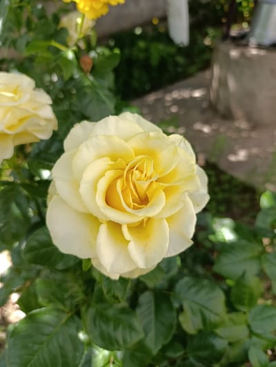 A close-up, vertical, outdoor, eye-level shot focuses on a fully bloomed yellow rose with creamy white outer petals. The rose's center is a vibrant yellow, with tightly curled petals forming a spiral. Green rose leaves surround the bloom, with a shallow depth of field blurring the background. In the background, out-of-focus elements suggest a garden setting with glimpses of green foliage, a concrete structure, and dappled sunlight filtering through. The location is identified as Krasnosilka, Ukraine.