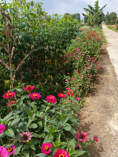 This media file captures a vibrant natural scene along a narrow path in Kolwara, Papua New Guinea. The foreground is dominated by a lush display of pink and red Zinnia flowers, many adorned with small water droplets, suggesting morning dew or recent rain. These flowers line the left edge of a light-colored, possibly concrete or gravel, path that recedes into the distance on the right side of the frame.

To the left of the path, a dense expanse of green foliage, likely cassava plants, creates a natural wall. A dried, light brown stalk, resembling an old corn plant, stands vertically on the far left. Further along the path, more red and pink flowers continue the floral border. In the mid-ground, on the right side of the path, tall banana trees with their characteristic broad leaves are visible, adding to the tropical setting.

The background shows a partially cloudy sky and distant greenery, indicating a rural or semi-rural landscape. The scene is brightly lit, consistent with daytime, possibly morning or early afternoon. No people or specific activities are depicted, portraying a static moment of natural beauty. There is no visible text in the image.