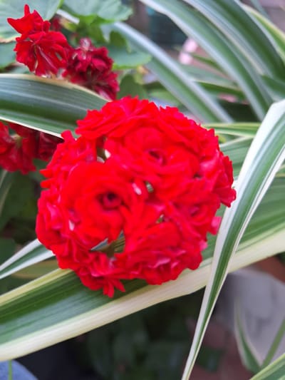 The image displays a close-up view of vibrant red flowers, possibly geraniums, in full bloom. The flowers are clustered together, forming a dense, spherical shape with numerous delicate petals. Behind the red flowers, there are green leaves and stems, and some striped green and white foliage, likely from a spider plant or similar ornamental plant. The background is softly blurred, suggesting a shallow depth of field, and hints at an outdoor or semi-outdoor setting with a darker, possibly earthy, tone. The lighting appears natural, highlighting the rich red of the flowers. There are no people visible in the image. The overall impression is one of natural beauty and botanical detail. The scene is consistent with a garden or potted plant display, which could be found in various locations in Nabran, Azerbaijan, known for its lush vegetation and natural scenery.