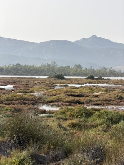 The image depicts a coastal wetland landscape in Santu Diadòru, Italy. In the foreground, dense, dry grasses and low-lying, scrubby vegetation dominate, interspersed with shallow pools of water reflecting the sky. The midground features a larger body of water, possibly a lagoon or salt marsh, with patches of reddish and green aquatic plants. A line of trees, predominantly eucalyptus with their distinctive foliage, forms a dense border along the far side of the water. Beyond the trees, a range of hazy, undulating mountains stretches across the horizon. The sky is overcast and bright, suggesting a diffused light. There are no people or animals visible in the scene. The environment appears natural and relatively undisturbed, characteristic of a coastal or wetland habitat.