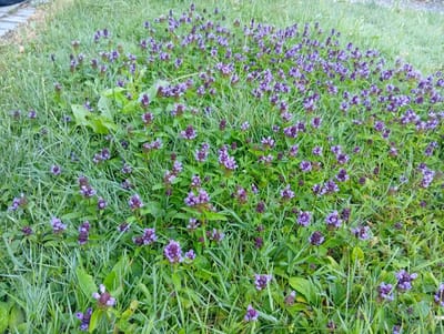 A field of self-heal flowers, also known as common self-heal or heal-all, with small purple-blue blossoms covers a grassy area. The flowers are dense and appear to be growing wild. The grass is green and appears somewhat long and untamed. The scene is set outdoors, with the foliage suggesting a natural, perhaps park-like, environment. There are no people visible in the image. The overall impression is of a vibrant, natural display of wildflowers in a grassy meadow.