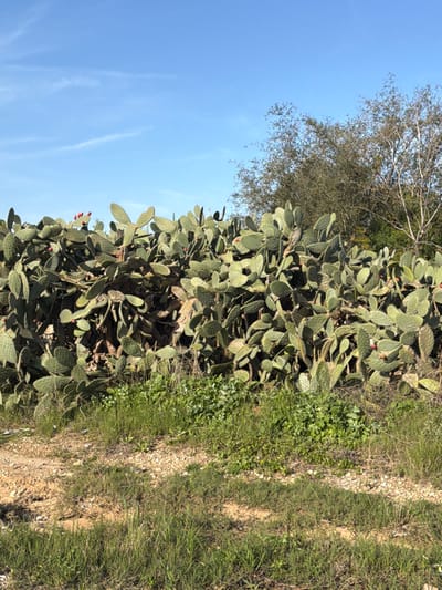 A sprawling prickly pear cactus stands tall, adorned with reddish fruits. Beside it, a tree with bare branches reaches toward a blue sky with wispy clouds. The cactus borders a rough, grassy path with patches of dirt and pebbles. The scene is bathed in sunlight, enhancing the textures of the cactus pads and the ground.