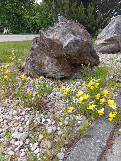 The image depicts an outdoor scene in Micaičiai, Lithuania, featuring a rocky area with a large boulder in the foreground, partially surrounded by small yellow and purple flowers. Several smaller grey and brown rocks are scattered around the base of the boulder and on the ground. Beyond the boulder, a large grey rock is visible to the right. Green grass and trees form the background. A paved surface or road can be seen in the distance. A concrete curb runs along the bottom right edge of the frame. The scene appears to be a park or garden setting.
