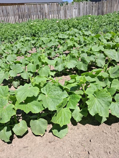A garden in Krolevets, Ukraine features rows of healthy green plants, primarily cucumber plants with large, textured leaves, growing in dark soil. In the background, a wooden fence stands tall, behind which more garden beds are visible, including what appear to be potato plants with small white flowers and rows of onion greens. The scene is bathed in bright sunlight, casting shadows from the plants onto the ground.
