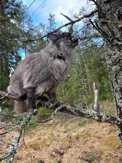 The image shows a fluffy gray cat perched in a tree. The branches are covered in lichen. Behind the tree, the background includes coniferous trees, grass, and a cloudy sky. The image appears to be taken outdoors, consistent with a natural environment as may be found in Gränsta, Sweden.
