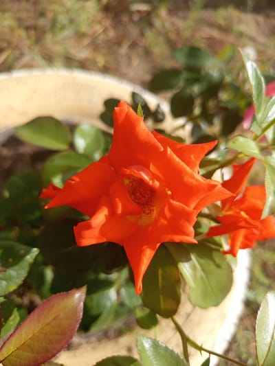 This is a close-up, eye-level outdoor photograph of an orange rose in bloom. The rose is the primary subject, with its vibrant petals spread open, revealing a textured center. The rose is positioned slightly off-center to the right of the frame. Surrounding the rose are green leaves, some of which are in sharp focus, while others are blurred in the background. The rose appears to be planted in a light-colored pot or container, the rim of which is visible in the upper left and right portions of the image. The background is a blur of greens and browns, suggesting a garden or natural setting. No people or specific structures are identifiable. The image does not contain any information that would allow for its location to be determined as Кенжекөл, Kazakhstan.