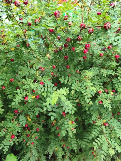 A dense shrub with bright green leaves and numerous small, red, round rose hips is shown. The rose hips are in various stages of ripeness, some appearing slightly dried at the tops. The bush is lush and full, with branches extending in multiple directions. The lighting suggests it is daytime, with natural light illuminating the scene. The background is softly blurred, indicating a shallow depth of field, but hints at other foliage and possibly a structure or fence. The image appears to be a close-up view of the rose bush, emphasizing its natural beauty and abundant fruit. The location is the Jiguan District, China.