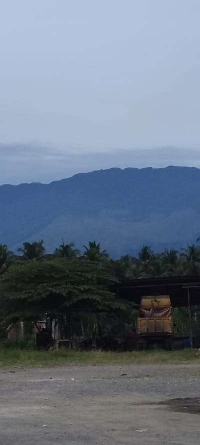 The image depicts a landscape scene with a large mountain range in the background, shrouded in a hazy, blue-grey atmosphere. In the midground, lush green trees, including palm trees, form a dense foliage. Partially obscured by the trees is a yellow truck, loaded with what appears to be sacks or bales covered with a red tarp. The truck is parked under a simple, open-air structure with a dark roof. In the foreground, a rough, gravelly surface stretches across the scene. The overall setting suggests a rural or semi-rural environment, possibly on the outskirts of Reuhattuha, Indonesia, given the tropical vegetation and the presence of a truck which could be involved in local logistics or agriculture. The sky is overcast and a pale blue, contributing to the muted tones of the image.