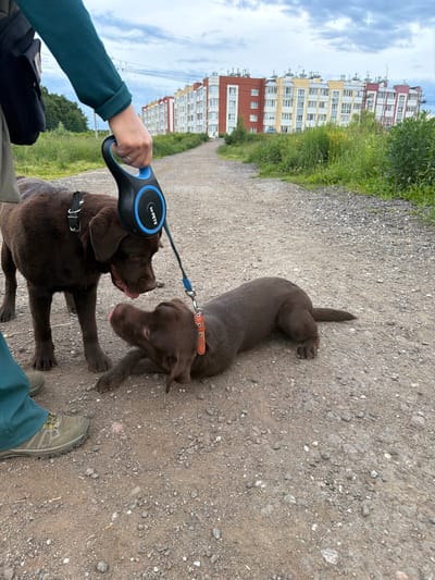 This media file depicts two brown Labrador puppies on a gravel path in Chyorna, Russia. One puppy is lying down facing away from the viewer, while the other stands, looking towards the first puppy and appearing to lick its nose. A person's hand, holding a black retractable leash with a blue handle, is visible in the foreground, attached to the standing puppy's collar. The leash has "M-PETS" printed on it. The background features a line of multi-story residential buildings with colorful facades and a strip of green vegetation between the buildings and the path. The sky is overcast with clouds. The overall impression is a casual outdoor scene, possibly a walk in a residential area.