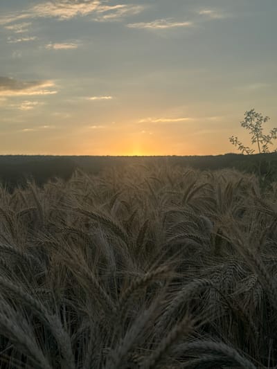 The image shows a field of wheat at sunset. The sun is low on the horizon, casting a warm, golden light across the sky and the wheat stalks. The sky is filled with soft, wispy clouds, and the overall atmosphere is peaceful and serene. In the foreground, the wheat stalks are densely packed, with their heads drooping slightly, suggesting they are ripe for harvest. A single, delicate plant with small white flowers is visible in the upper left corner of the frame, adding a touch of contrast to the otherwise monochromatic field. The image was captured in Capaclia, Moldova. The time of day is sunset, and the weather appears to be clear with some cloud cover. The scene evokes a sense of tranquility and the beauty of nature's cycle. There is no visible text in the image.