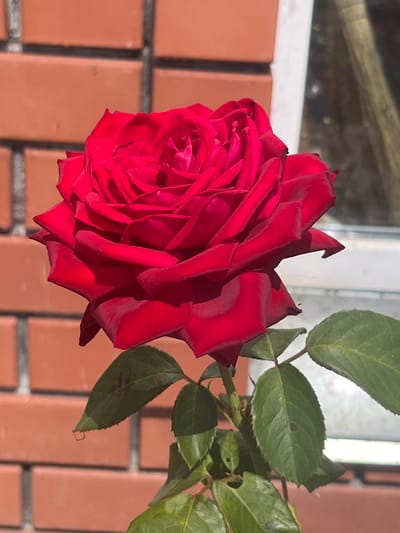 A close-up, medium shot captures a vibrant red rose in full bloom. The rose is positioned to the left of the frame, with its petals unfurling in a spiral pattern. The petals are a deep, rich red, with subtle variations in shade due to the lighting. The background consists of a textured orange brick wall on the left and a blurry, light-colored structure on the right, possibly a window frame or building exterior. Green leaves with visible veins extend from the stem of the rose, adding a contrasting natural element. The lighting suggests it is daytime, with sunlight casting shadows and highlighting the rose's contours. The image does not contain any people or any identifiable features of the city of Kunashak, Russia.