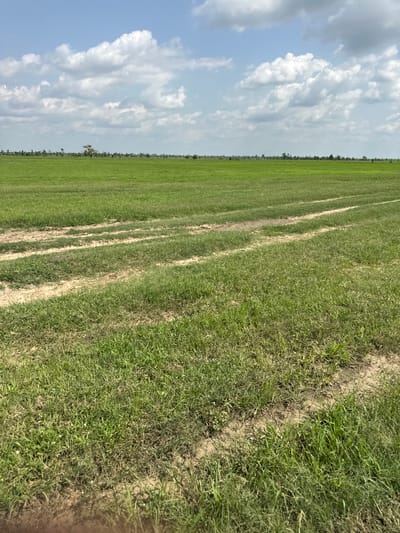 The image depicts a vast, flat green field under a partly cloudy sky. The field appears to be agricultural, possibly a rice paddy or a similar crop, indicated by the uniform green growth and visible tracks from agricultural machinery. In the distance, a line of trees forms the horizon. The foreground shows tire tracks or ruts in the soil, suggesting recent activity. The sky is bright blue with scattered white cumulus clouds. The overall impression is one of an open, rural landscape. The image does not contain any recognizable landmarks or features that would allow for precise localization within Lau, Nigeria, or any other specific city.