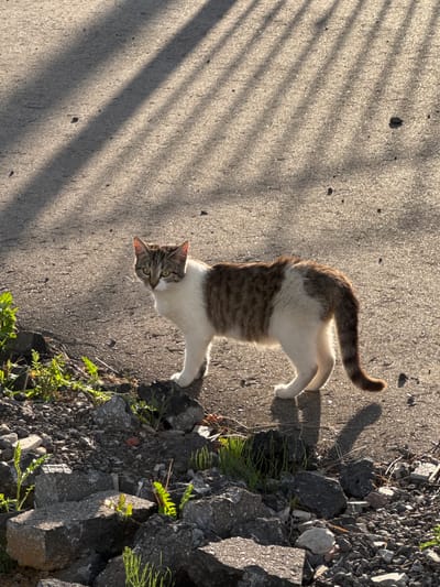 A medium shot captures a domestic cat, predominantly white with brown tabby markings on its back and tail, standing on asphalt. The cat is facing the viewer with its head turned slightly to the left, displaying green eyes. The ground is a mix of asphalt, rubble, and sparse vegetation. In the background, diagonal shadows from an unseen structure fall across the asphalt surface. The lighting suggests it is late afternoon or early morning, with the sun casting long shadows. The scene appears to be outdoors, possibly in a semi-developed or industrial area, with no people or other animals visible. The overall impression is one of a candid moment, highlighting the cat in its environment.