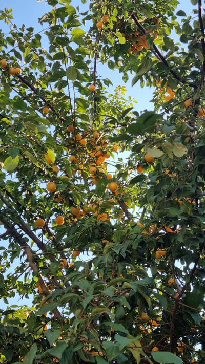 This image depicts a plum tree laden with ripe, orange-yellow fruit, set against a clear blue sky. The branches are dense with green leaves, some of which are partially obscuring the fruit. The sunlight filters through the foliage, creating highlights on the plums and casting shadows. The scene is set in the picturesque village of Palaios Panteleimonas, Greece, known for its traditional architecture and lush vegetation. There are no people or animals visible in the frame. The composition emphasizes the abundance of the harvest and the natural beauty of the setting.