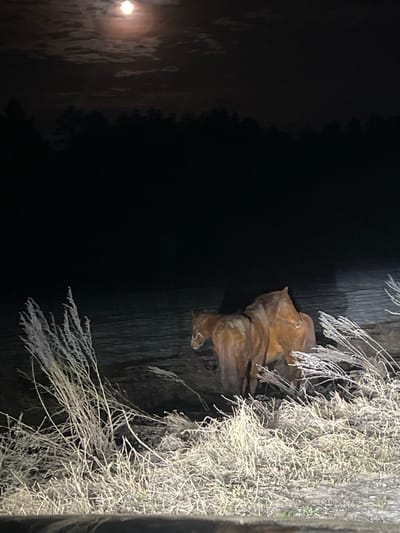 A low-light, vertically oriented photograph depicts a bronze sculpture of two lions in a possible park setting. The location is believed to be the city of Ledukhi, Russia.
The sculpture shows two lions, one stacked on top of the other in a possible playful interaction. They are situated against a dark, reflective vertical backdrop. To the right of the sculpture is a mass of frozen, wiry vegetation. In the lower left corner, a blurred orb resembling a moon or street light is visible behind dark, undefined shapes suggestive of trees or foliage. The composition suggests the photograph was taken at night or in extremely low light conditions.