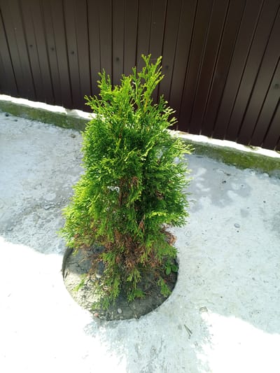 A young, green evergreen tree with some brown, dry lower branches is planted in a circular cutout in a concrete surface. The tree is approximately 2 feet tall. Behind the tree is a dark brown, corrugated metal fence. The concrete surface appears to be a pathway or patio, with some gravel and debris visible. The lighting suggests it is daytime, with bright sunlight casting shadows. The image was taken in Il'ich, Russia.