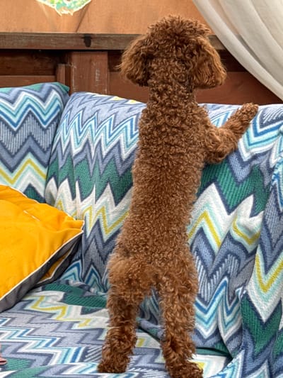 A small, reddish-brown poodle stands on its hind legs, leaning its front paws on a sofa with a colorful zig-zag patterned upholstery. The poodle's back is to the camera. The sofa is positioned outdoors, possibly on a patio or balcony, as indicated by the wooden structure behind it and the glimpse of white curtains or fabric to the right. A bright yellow cushion is partially visible on the left side of the sofa. The background suggests an outdoor setting, with wooden planks forming a partition and a draped fabric element. The poodle's fur is tightly curled, and its body is elongated as it stretches upwards. The overall scene is casual and appears to be a moment captured in a domestic, outdoor environment.