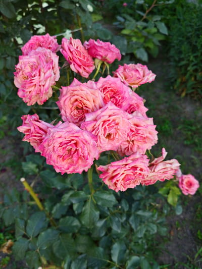 This is a close-up, eye-level, outdoor, vertical, full shot of a cluster of pink roses in bloom. The roses are the main subject, filling the majority of the frame. They are varied in their stage of bloom, with some fully open and others still in bud. The petals exhibit a gradient of color, ranging from a pale blush pink to a deeper, vibrant fuchsia, especially along the edges. The texture of the petals appears soft and delicate, with intricate layering. The stems and dark green leaves provide a contrasting backdrop, suggesting a garden setting. The lighting appears to be natural, possibly indicating daytime, with soft shadows indicating the direction of the light. The background is blurred, drawing the viewer's attention to the roses. The overall mood is serene and natural, highlighting the beauty of the flowers. There is no visible text. The location is Belbulak, Kazakhstan.
