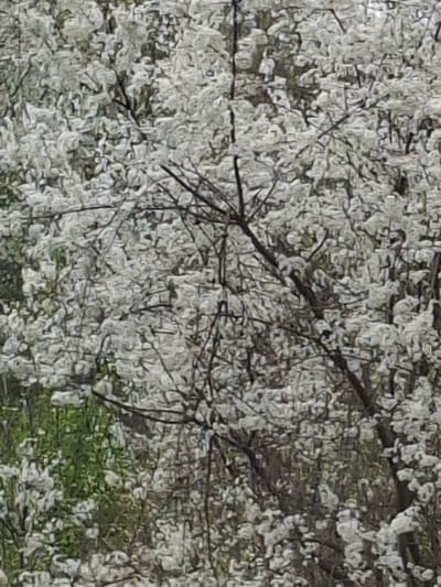 The image depicts a tree in full bloom, likely a flowering tree due to the abundance of white blossoms. The branches are visible through the dense floral cover, with a patch of green foliage visible near the lower-right corner, possibly indicating grass or leaves from a different plant. There is no indication of the location in Komarevo, Bulgaria, nor are any people, subjects, objects, actions, or interactions evident in the image.