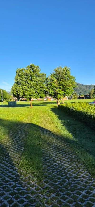 The image presents a sunlit outdoor scene in Inzell, Germany, under a clear, bright blue sky that occupies the upper third of the frame. In the mid-ground, two prominent deciduous trees with full, vibrant green canopies stand in a grassy field. The tree on the left is visibly larger than the tree positioned to its right. Beyond the trees, several low-rise buildings with sloped roofs are visible, characteristic of residential architecture, set against a backdrop of a densely forested mountain range in the far distance. A small green utility box is situated on the left side of the grassy field.

In the foreground, the ground consists of a patterned grass paver system, comprising interlocking grey concrete cells with green grass growing within them. A central strip of continuous green grass runs down the middle of this paved section. To the right, a well-maintained, dense green hedge extends from the mid-ground towards the foreground. Strong, elongated shadows, originating from the left, stretch diagonally across the paver path and the adjacent grassy areas, indicating a low sun angle. The illuminated grass areas are bright green, while those in shadow appear darker. No individuals, animals, or ongoing activities are present in the scene.