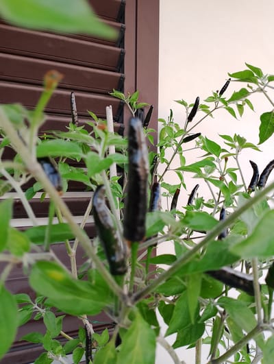 The image shows a close-up view of a chili pepper plant with several dark-colored peppers. The plant has green leaves and stems. In the background, a brown shuttered window is visible. The scene appears to be outdoors, possibly in a residential area, given the presence of the window and wall. The lighting suggests it is daytime. The location is specified as Rivodutri, Italy.