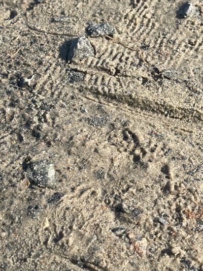 The image is a close-up, ground-level view of sand and small pebbles, with visible tire tracks and what appear to be animal tracks. The texture of the sand is coarse, with a mix of light beige and darker gray grains. Several small, dark gray stones are scattered across the surface. The tire tracks suggest a vehicle has recently passed through the area, leaving impressed patterns in the sand. Interspersed with the tire tracks are several smaller indentations that resemble the footprints of an animal, possibly a dog or a bird, with distinct toe marks visible in some areas. The lighting suggests it is daytime, with shadows indicating the sun is at an angle. This scene could be located in a park, on a beach, or a dirt road within the city of Malyn, Ukraine.