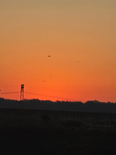 A vertical, eye-level, full shot captures a vibrant sunset over Kitzscher, Germany. The sky transitions from a pale yellow at the top to a deep orange towards the horizon. Silhouetted against the bright sky are several small, dark specks, appearing to be birds in flight. A lone power line pylon, a lattice structure, stands prominently on the left, with power lines stretching horizontally across the frame. Below the sky, a dark, silhouetted treeline forms a dense band. In front of the trees, a lighter-toned, silhouetted embankment runs horizontally. Further down, a dark foreground suggests a field or terrain. Along the top of the embankment, a row of small, silhouetted figures, likely birds, are visible.