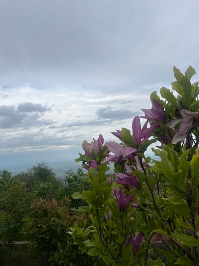 The image shows a view from a high point in or near Yavrovo, Bulgaria. The sky is overcast with layers of grey and white clouds. In the foreground are purple flowers and green foliage, likely a magnolia or similar flowering tree. Below, the landscape slopes down to a valley with green trees and vegetation, suggesting a forested or rural area. The horizon is visible in the distance, with the atmospheric perspective creating a hazy, lighter tone. There are no people visible in the image.