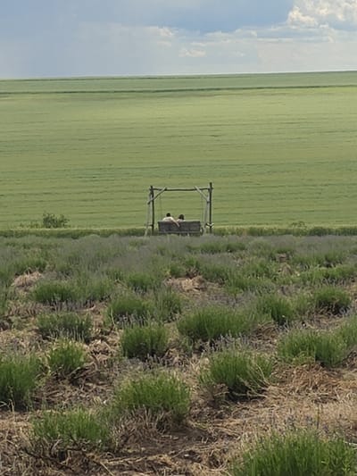 The image depicts a serene landscape scene, likely in the vicinity of Colonița, Moldova, characterized by expansive fields and a rustic swing set. In the foreground, a field of lavender, with its characteristic purple blooms, stretches out. The plants are dense, with some dry, brown foliage visible among the green shoots. Beyond the lavender field lies a vast expanse of green crop, possibly wheat or barley, with distinct horizontal lines suggesting cultivation. In the middle ground, a simple wooden swing set stands with two individuals seated on it. They are facing away from the camera, their figures silhouetted against the backdrop of the green field. The sky above is a mix of blue and white clouds, indicating fair weather. The overall impression is one of peaceful solitude and natural beauty.