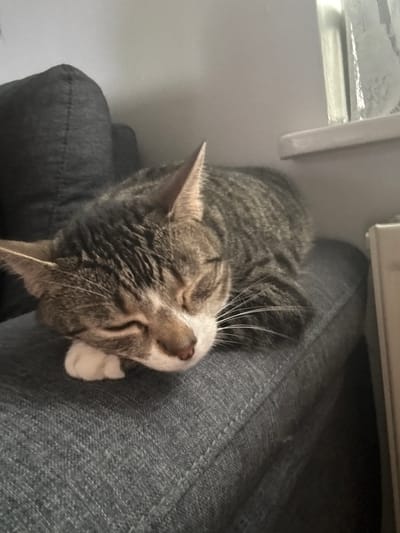 A domestic tabby cat is depicted sleeping on a dark gray textile surface, which appears to be denim or a similar fabric. The cat, oriented diagonally from the lower left to the upper right, has its eyes closed and its head resting on its white front paws. Its fur exhibits a striped brown and gray tabby pattern, with prominent white markings on its muzzle, chin, and paws, and visible white whiskers extending from its face.
In the upper left background, a dark gray upholstered cushion or armrest of furniture is visible, showing a distinct seam. To the right of the cat, a plain light gray wall serves as the background. A white window sill is present in the upper right, with a vertical translucent object, possibly a glass or bottle, standing on it. Below the window sill and to the far right, a light-colored fixture or piece of furniture is partially visible. The lighting is soft and ambient.
The specific location in the city of Sauðárkrókur, Iceland, or any other geographic detail, cannot be determined from the visual content of this image.
