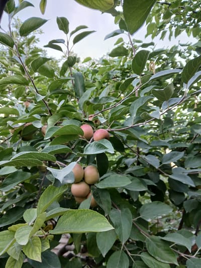 The image shows a close-up view of a tree branch laden with small, round, reddish-pink fruits, likely apples, amidst a dense canopy of green leaves. The fruits are clustered together, with some branches supporting multiple apples. The leaves are varied in size and shape, with a slightly textured surface and some showing signs of light speckling. The background is a soft blur of more foliage and a pale sky, suggesting an outdoor setting. The scene appears to be a natural environment, possibly an orchard or a garden in the city of Коктал, Kazakhstan. No people or specific actions are depicted.
