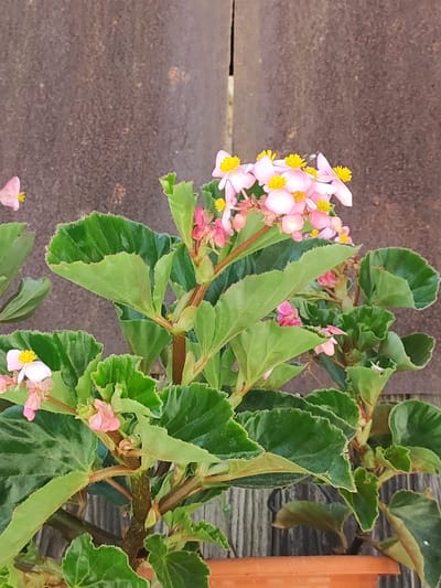A close-up, eye-level shot captures a cluster of pink begonia flowers with yellow centers, nestled amongst large, serrated green leaves. The blooms and foliage are vibrant and healthy. Behind the plant, a weathered, dark brown surface, possibly wood or metal with a textured, rustic appearance, serves as the background. The lower portion of the image reveals the edge of an orange terracotta pot. There is no indication of people or any other discernable objects or actions within this scene. The image is likely from a private garden or balcony in Lumbrales, Spain, given the context provided.