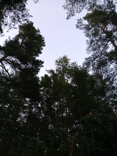 The image depicts a view looking up through the canopy of a forest. Several tall trees, predominantly pines and possibly some birches given their lighter bark visible in the center, dominate the frame. The foliage is dense and dark green, with some branches silhouetted against a pale, overcast sky. The overall impression is one of a natural, wooded environment. The location is identified as Pesocnoe, Russia, suggesting an outdoor, possibly rural or park-like setting. There are no people or animals visible in the image. The lighting indicates it is daytime, but the sky is overcast, creating a soft, diffused light.