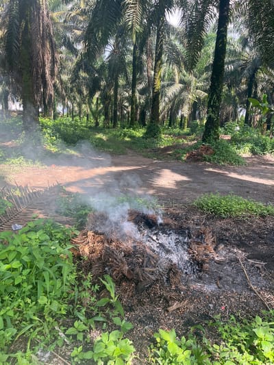 The image depicts an outdoor scene in Aghalokpe, Nigeria, set within what appears to be a palm oil plantation or a similar agricultural area. The scene is oriented vertically, showcasing a dirt path that cuts diagonally across the frame, leading from the lower-left/center towards the upper-right.

To the left of the path, a dense and extensive grove of palm trees stands tall, stretching into the distance. Their fronds, a mix of vibrant green and some drier brown hues, create a thick, verdant canopy. Sunlight pierces through the leaves, casting strong patterns of light and shadow on the tree trunks and the ground.

On the right side of the path, particularly in the foreground and lower-right quadrant, there is a visible area of recent burning. A pile of charred organic material, likely dried palm fronds or other agricultural waste, is actively smoldering, emitting a distinct plume of white smoke that drifts across the path. The ground around this burning material is covered in black ash, burnt debris, and dark earth, contrasting with patches of bright green ground cover and weeds that grow along the path's edge.

The dirt path itself is unpaved and appears well-trodden. Sections of it are brightly illuminated by direct sunlight, while others are in shadow. The primary activity taking place is the burning of agricultural waste, suggesting land clearing or debris disposal. The time of day is clearly daytime, characterized by bright sunlight and visible shadows, indicating clear weather. No people are visible in the image, and there is no discernible text.