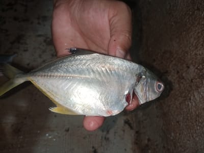 A person's hand is holding a silver fish, showing its body and tail. The fish has yellow fins and a visible gill. The background appears to be a dark, textured surface, possibly concrete. There are some water droplets on the surface. The scene is likely outdoors or in a dimly lit area. The image does not provide any information that allows for determination of its location in Cotseutui, Indonesia.
