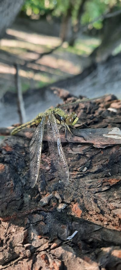 A dragonfly is perched on the rough bark of a tree. The dragonfly is a light green color with dark stripes on its body and has clear wings with visible veins. Its large, compound eyes are prominent. The tree bark is dark brown and deeply textured, with some lighter, splintered wood visible on the left. In the background, blurred greenery and tree trunks suggest an outdoor, natural setting, possibly a forest or park. Sunlight dapples the scene, indicating it is daytime. The image appears to be taken in Dubăsarii Vechi, Moldova. There is no visible text in the image.