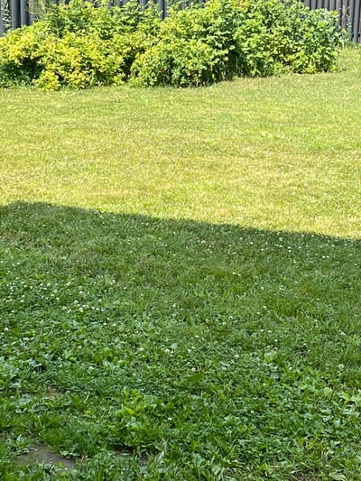 The image depicts a sunlit lawn with a dense line of green bushes and a dark wooden fence in the background. The lawn is divided into two sections by a shadow line: the upper section appears drier and lighter green, while the lower section is darker green and appears to have more clover. The scene is devoid of people or animals, and no actions or interactions are taking place. The environment is an outdoor setting, likely a backyard or park. The location of Novosibirsk, Russia, is not visually discernible from the image itself.