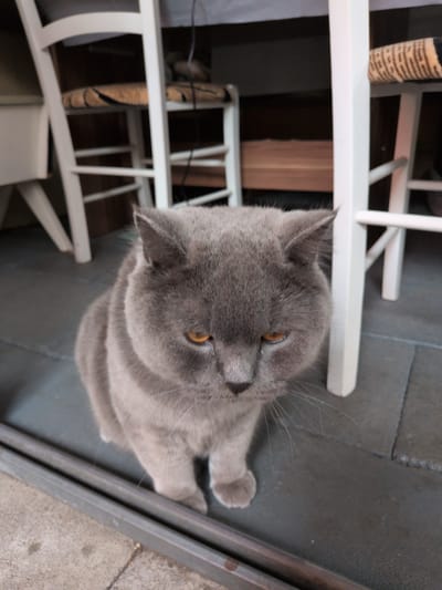 The image shows a grey British Shorthair cat sitting on a dark grey tiled floor, with its front paws resting on a metal track. The cat is looking downwards with a slightly sad expression. Behind the cat, there are white chairs with woven seats, and a wooden shelf or bench. The scene appears to be indoors, possibly in a restaurant or a home. There is no indication of the specific location within Sömmerda, Germany. The lighting is dim and natural.