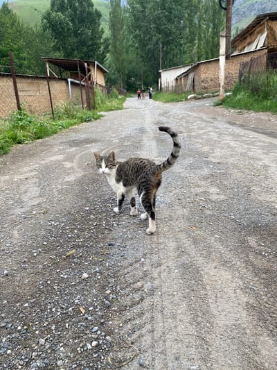 A tabby cat stands on a gravel road in a rural village. The cat is facing the camera, with its head turned to its left. The cat is mostly gray and white, with black stripes. The cat's tail is raised and curved over its back. Behind the cat, the road continues into the distance, lined with buildings and trees. In the background, a grassy hillside rises up. The sky is overcast. The location is the village of Murdash, Kyrgyzstan.