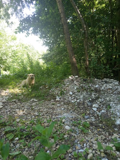 A light-colored dog is lying on its side in the grass near a pile of gravel and rocks. The dog has its mouth open and appears to be panting. The scene is outdoors, with trees and foliage in the background. The lighting suggests it is daytime. The location is Giaginskaya, Russia.