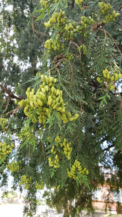 The image is a close-up of a tree with numerous small, green, cone-like seed clusters hanging from its branches. The foliage of the tree is dense and feathery, characteristic of a conifer. The background is blurred but suggests an outdoor setting, possibly with hints of buildings and a fence, consistent with a residential or public area in the town of Vyšné Nemecké, Slovakia. The lighting indicates it is daytime, and the overall scene is natural and undeveloped.