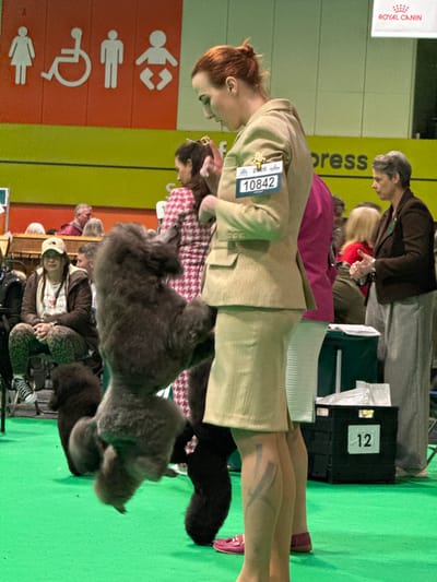 The image depicts an indoor dog show event at the National Exhibition Centre (NEC) in the Metropolitan Borough of Solihull, United Kingdom.
A young adult female, with reddish-brown hair tied in a bun, is centrally positioned, facing slightly left. She wears a shimmering tan skirt suit with a gold pin on the lapel and a competition badge reading "2026 clas Sol 10842". A dark, abstract marking is visible on her left shin, below the hem of her skirt. She is intently focused downwards, appearing to manage a large, dark grey poodle directly in front of her. The poodle is captured mid-action, with its front legs extended upwards and body angled, indicative of posing or dynamic movement. Another dark poodle is partially visible on the green floor near the feet of a seated woman in the background.
In the mid-ground, a woman with dark hair, wearing a pink and white patterned garment, stands behind the main handler. To the far left, a young woman is seated on a low chair, wearing a beige baseball cap, a brown jacket, a white t-shirt, and leopard-print leggings with black and white sneakers. She observes the scene with a slight smile.
To the right, a middle-aged woman with short grey hair stands, wearing a dark brown blazer and light grey trousers. Her hands are clasped in front of her. Beside her is a black crate with a white label reading "12".
The floor is covered with a bright green mat. The background features a large orange wall panel displaying white universal pictograms for female, wheelchair accessible, male, and baby changing facilities. Below this, a green panel shows partial text, including "press". A "ROYAL CANIN" logo is visible in the upper right corner of the frame. The overall environment is well-lit, typical of an exhibition hall.