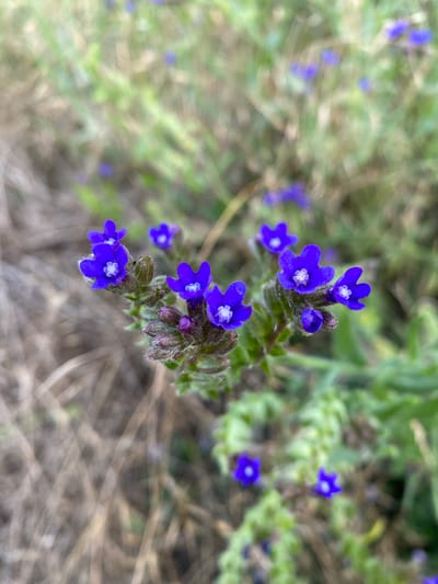 This image depicts a close-up view of several small, vibrant blue flowers with white centers, growing on a fuzzy green stem. The flowers are clustered together on the stem, with some unfurled and others still in bud. The background is a soft blur of green foliage and dry, brown grass, suggesting an outdoor setting. There are no people or discernible man-made structures visible in the image. The overall impression is one of natural beauty, with the sharply focused flowers standing out against a gently blurred environment. The image's context within Velykyi Bychkiv, Ukraine, is not visually discernible from the photograph itself; the scene appears to be a general natural landscape that could be found in many locations.