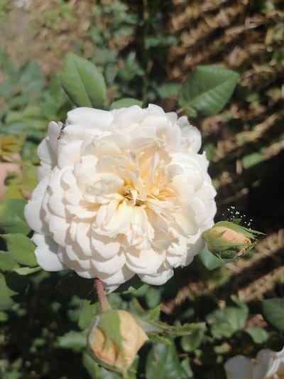 The image shows a close-up view of a white rose with multiple layers of petals. A small green bud with white filaments is located to the right of the rose. There are also two unopened buds in the lower portion of the image. Green leaves are visible surrounding the rose and buds. The background is blurred, showing more foliage and possibly some dry, brown organic matter. The lighting suggests an outdoor environment. There is no indication of the city of Lobkovo, Russia, in the image.