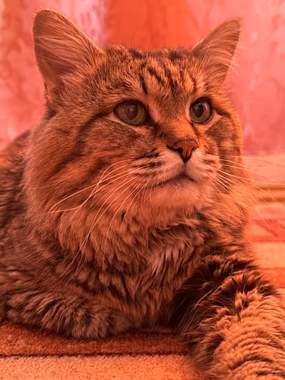 This is a close-up, vertically oriented photograph of a domestic cat, likely taken indoors in Mursalimkino, Russia. The cat has tabby markings with shades of brown, orange, and black. Its fur appears fluffy, especially around its face and neck. The cat's large, green eyes are looking directly at the camera, conveying a sense of curiosity or mild surprise. Its whiskers are prominent and white against its patterned fur. The cat's nose is a dark pinkish-brown. The background consists of a textured surface in warm, peachy-orange tones, possibly a blanket or upholstery, with a hint of a striped pattern on the right side of the frame. The lighting suggests it is daytime, as there are no artificial light sources visible. The image does not contain any visible text.