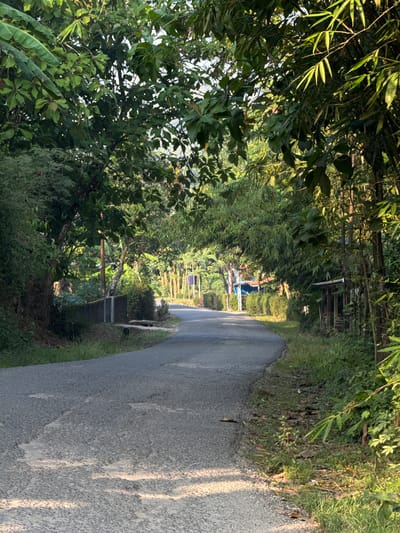 This is a vertical, eye-level, medium shot photograph of a paved, winding road in Alian, Indonesia. The road is bordered on both sides by dense green vegetation, including trees and bamboo. The sun casts dappled shadows on the road and surrounding foliage, indicating it is either early morning or late afternoon. There are no people visible in the image. On the left side of the road, there is a low concrete structure with a grate, possibly a drainage channel. Further in the distance, some small buildings with blue and brown roofs are visible, suggesting a residential area. The overall impression is one of a rural, tropical setting.